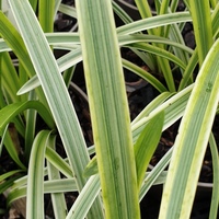 Agapanthus 'Silver Moon'